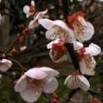 桜の花マクロ5