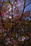 伊豆高原の桜1