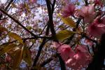 伊豆高原の桜5