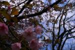 伊豆高原の桜6