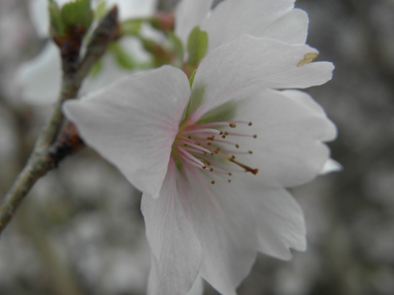 ほんのりと～四季桜