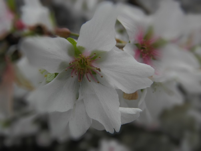 一寸おめかし～四季桜