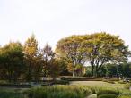 菖蒲の池