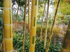 珍しい竹