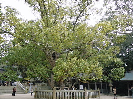 国の天然記念物「楠」の神木